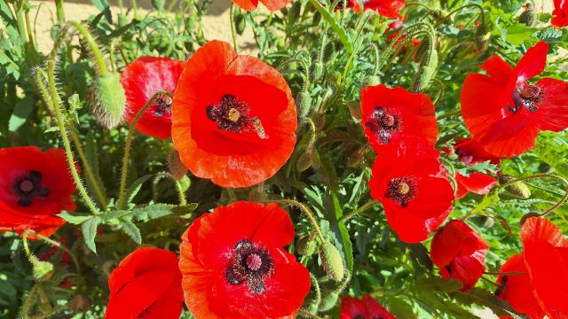 Mohnblumen stahlen um die Wette